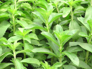 Stevia planta - Beneficios