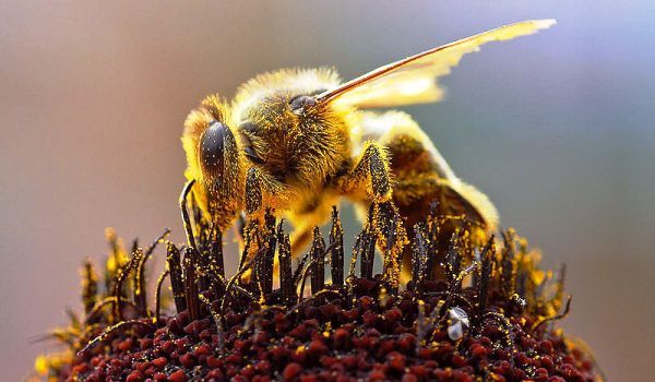 Propiedades del polen